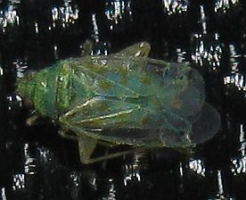 Miridae: Ectagela guttata from SW Turkey
